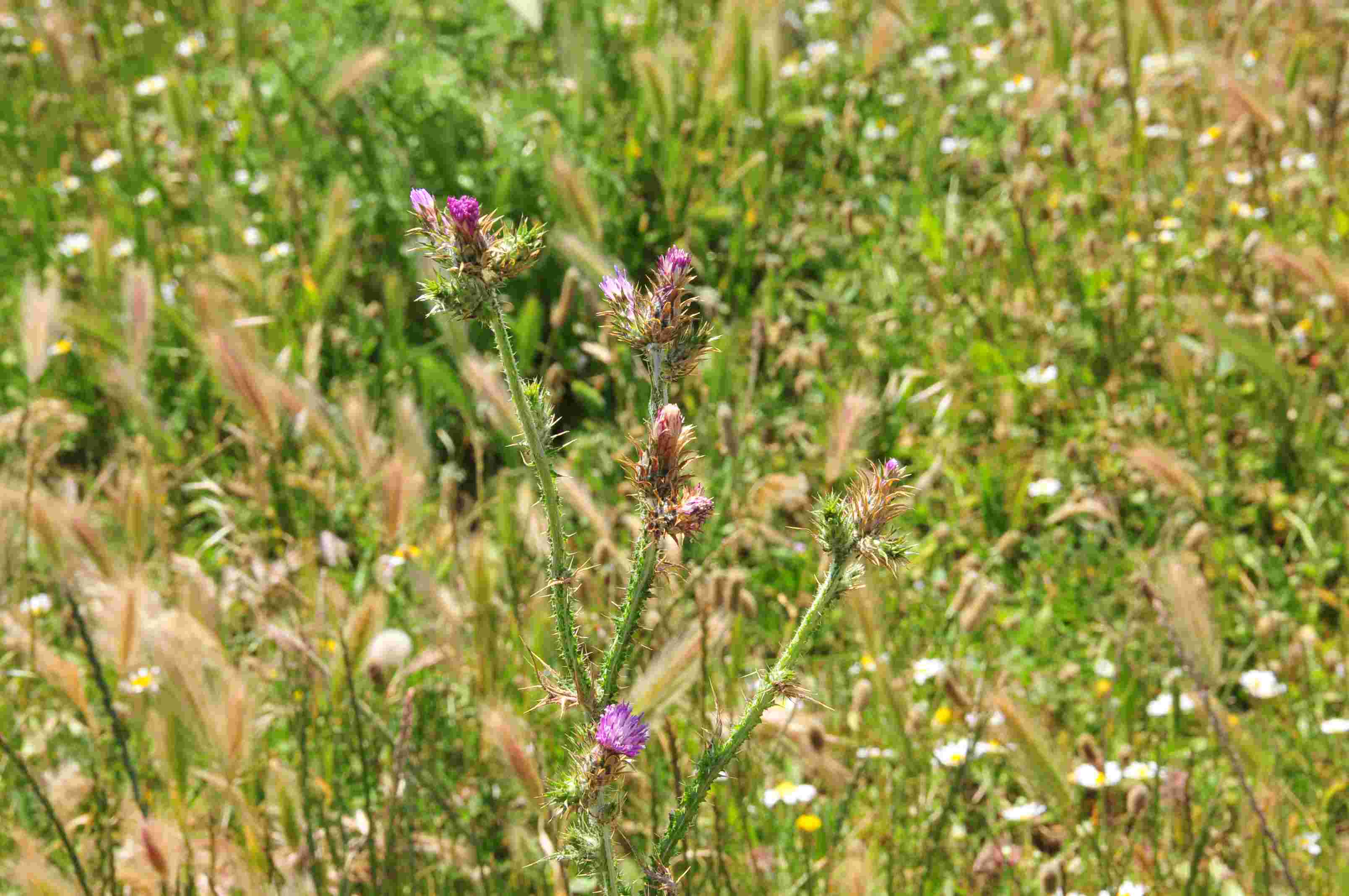 Carduus pycnocephalus e Notobasis syriaca